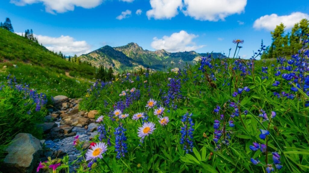Mt Rainier National Park with a field of wildflowers.