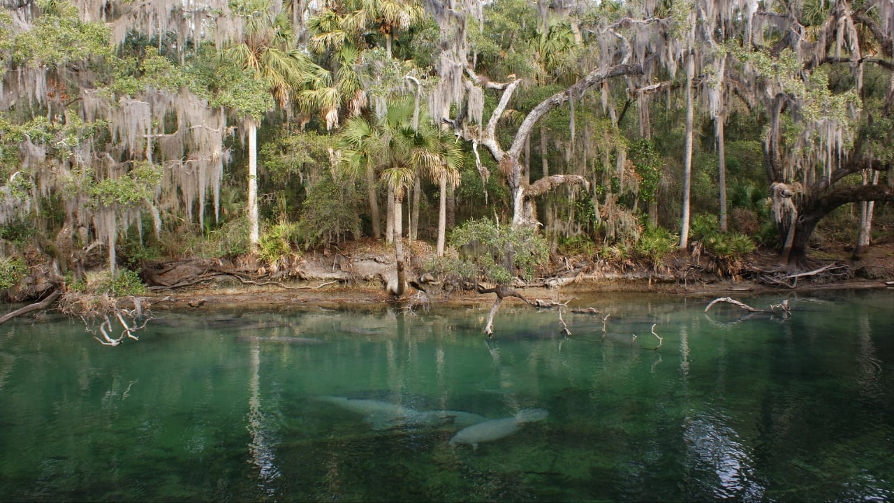 Manatees at Blue Spring State Park.