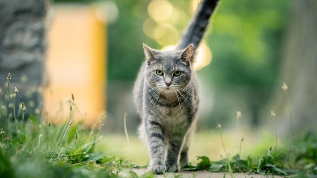 A cat walking along a path outside.