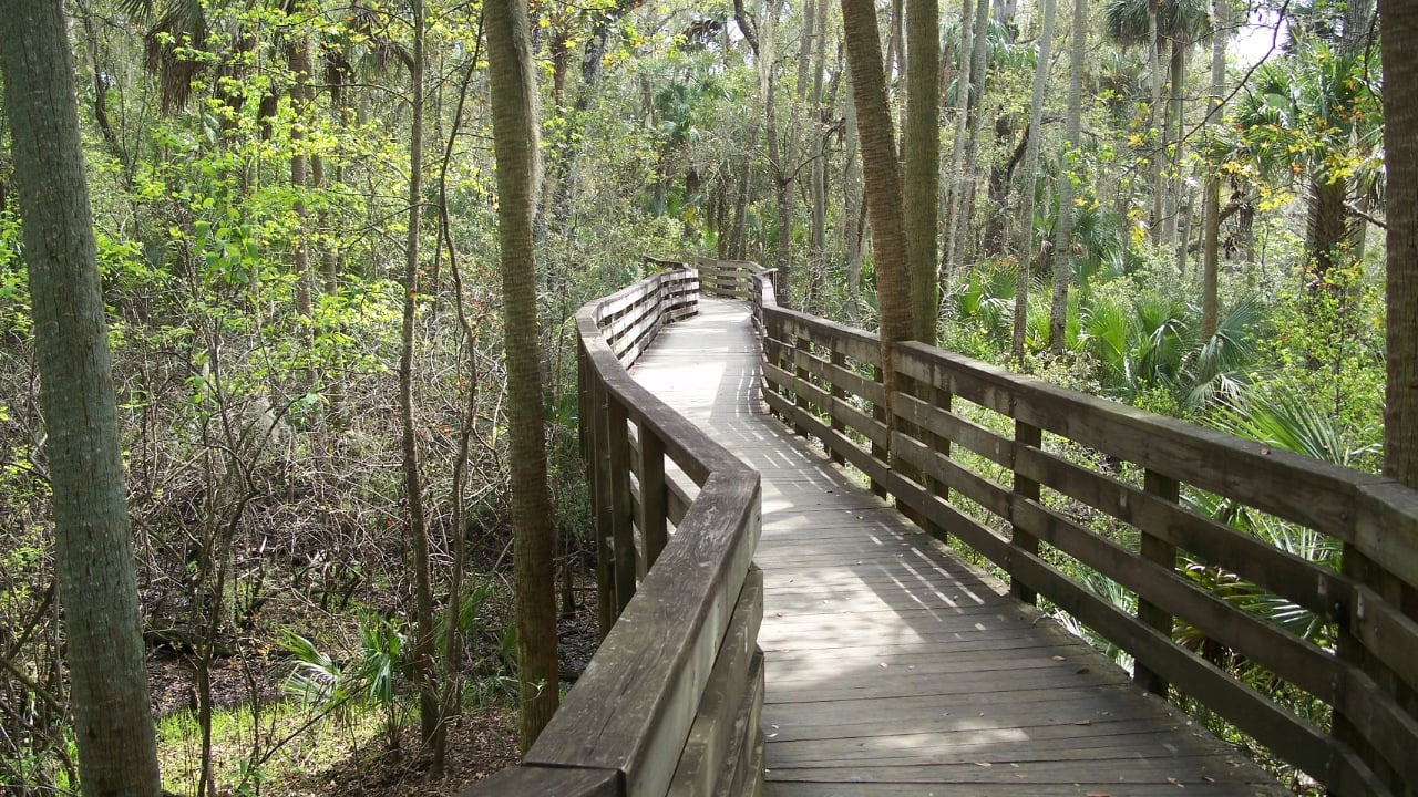 Elevated boardwalk in Blue Spring State Park near Orange City, Florida