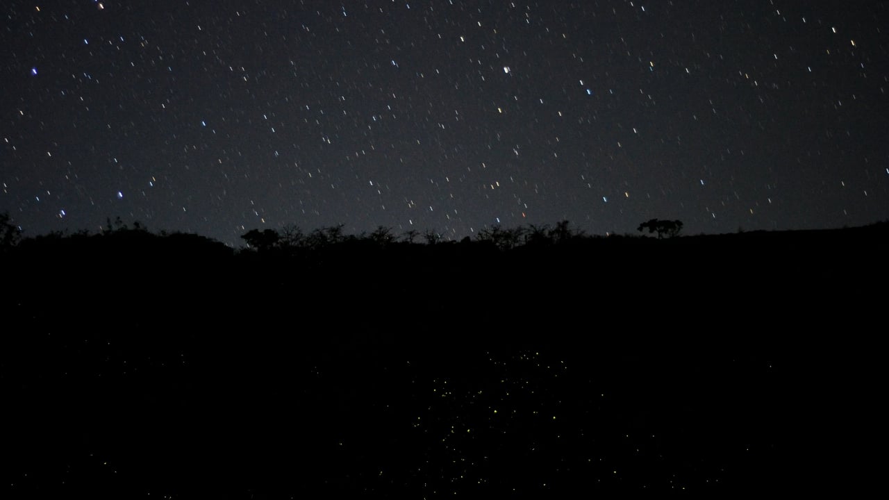 Fireflies under stars before monsoon season