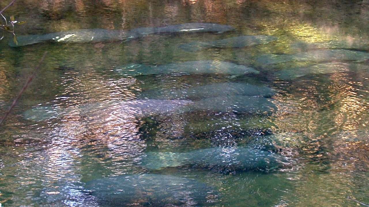 A herd of Manatees in Blue Spring State Park, Volusia County, Florida
