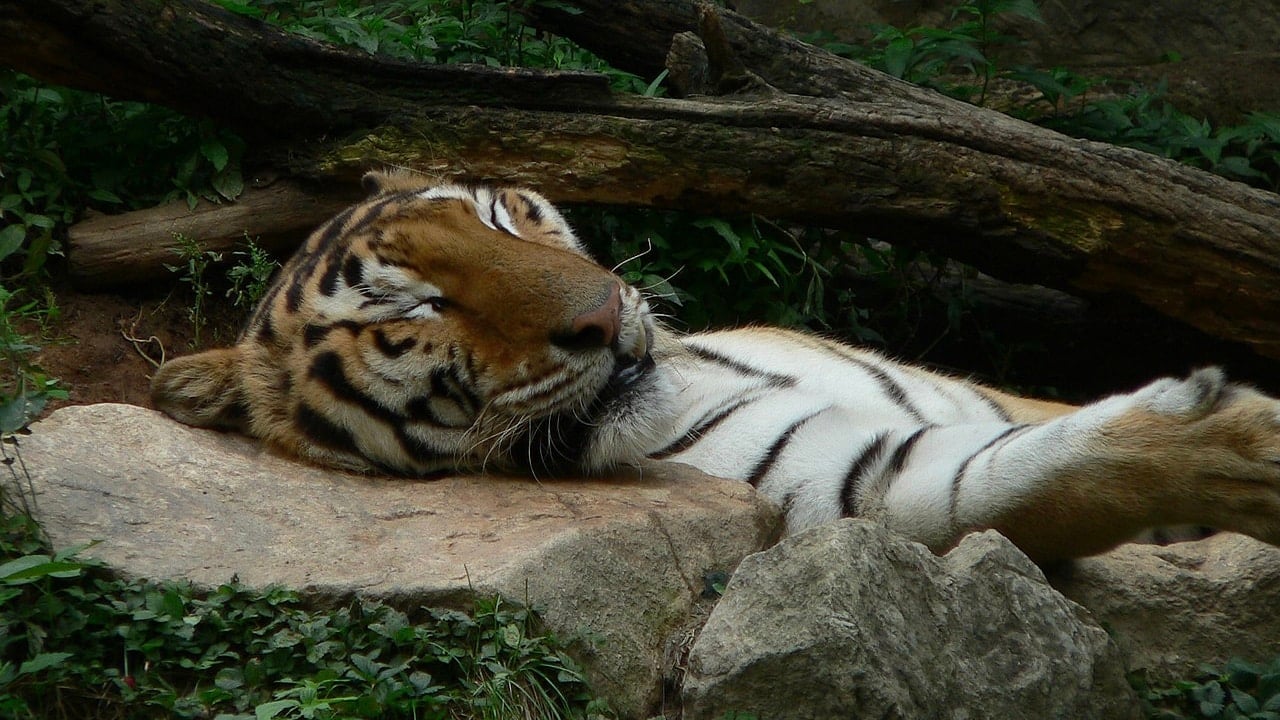 Tiger at Everland Theme Park