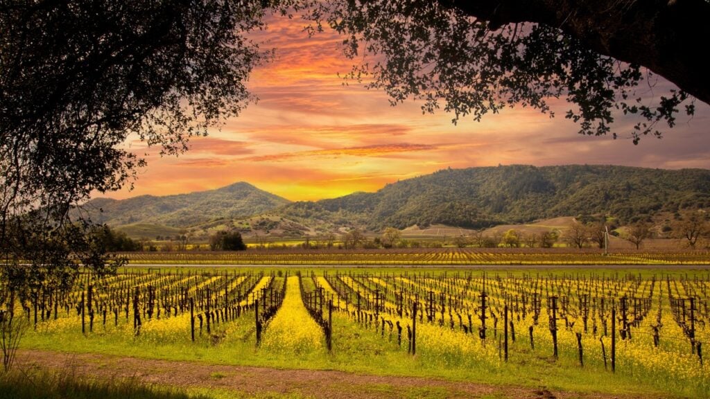 A vineyard in Sonoma, California at sunset, looking over the grapes.